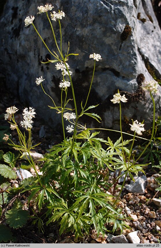 Astrantia minor