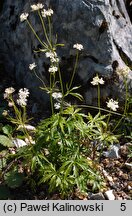 Astrantia minor