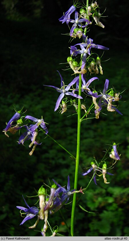 Campanula pichleri