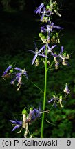 Campanula pichleri