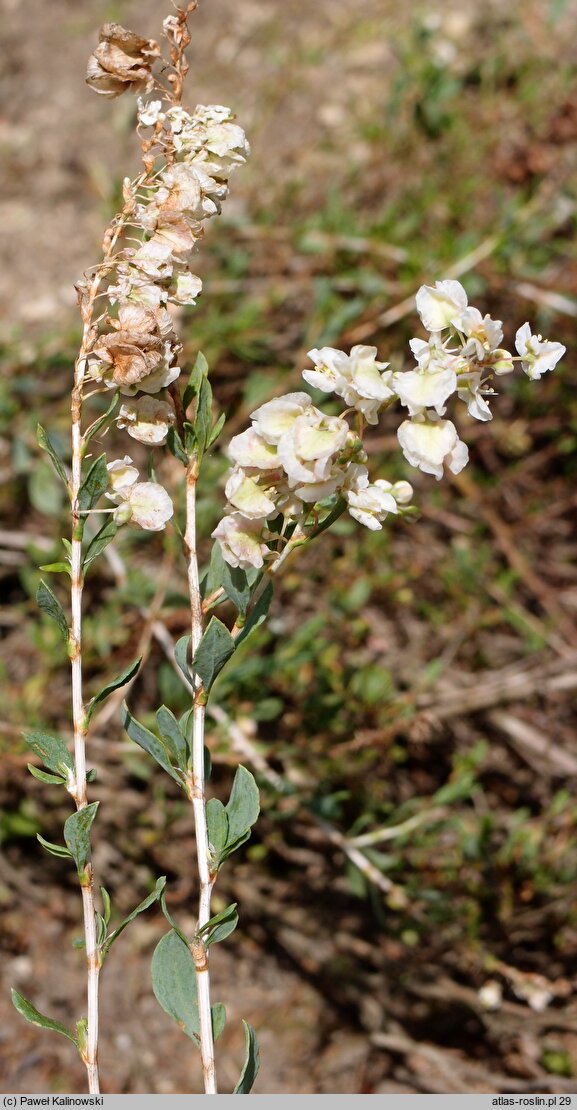 Atraphaxis frutescens