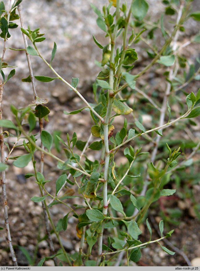 Atraphaxis spinosa