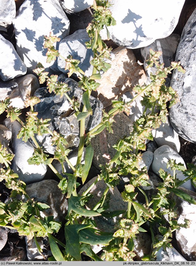 Atriplex glabriuscula (łoboda nadmorska)