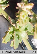 Atriplex glabriuscula (łoboda nadmorska)