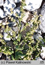 Atriplex glabriuscula (łoboda nadmorska)