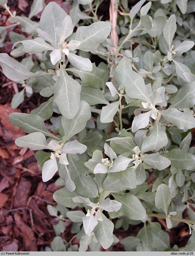 Atriplex halimus (łoboda solniskowa)