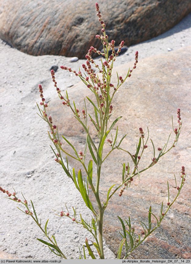 Atriplex littoralis (łoboda nadbrzeżna)