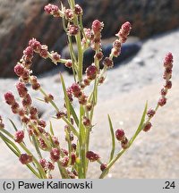 Atriplex littoralis (łoboda nadbrzeżna)