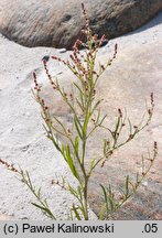 Atriplex littoralis (łoboda nadbrzeżna)