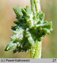 Atriplex littoralis (łoboda nadbrzeżna)