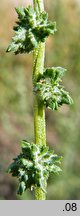 Atriplex littoralis (łoboda nadbrzeżna)