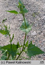 Atriplex heterosperma (łoboda różnonasienna)