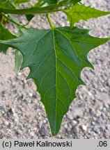 Atriplex heterosperma (łoboda różnonasienna)