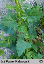 Atriplex heterosperma (łoboda różnonasienna)