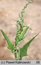 Atriplex heterosperma (łoboda różnonasienna)