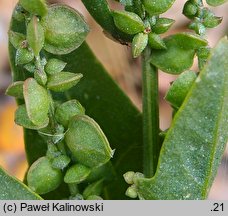 Atriplex heterosperma (łoboda różnonasienna)