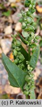 Atriplex heterosperma (łoboda różnonasienna)