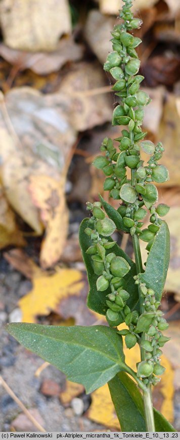 Atriplex heterosperma (łoboda różnonasienna)