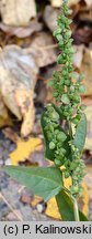 Atriplex heterosperma (łoboda różnonasienna)