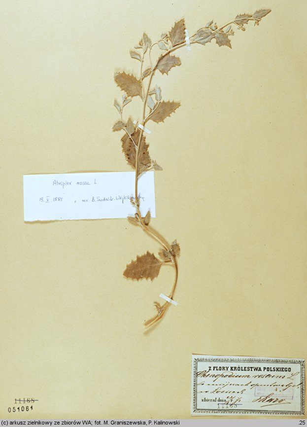 Atriplex rosea (łoboda gwiazdkowata)