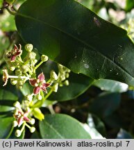 Aucuba japonica (aukuba japońska)