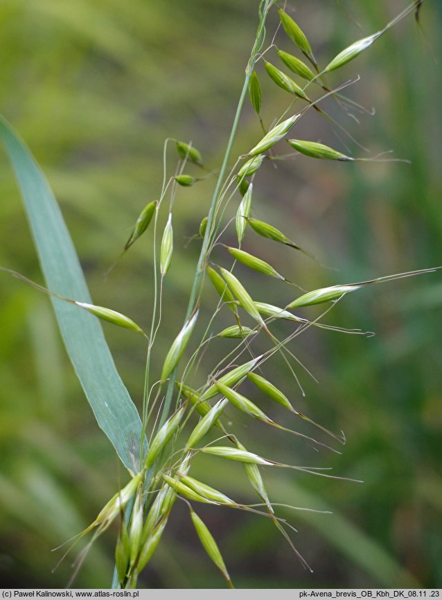 Avena brevis (owies krótki)