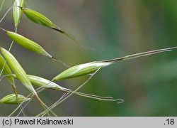 Avena brevis (owies krótki)