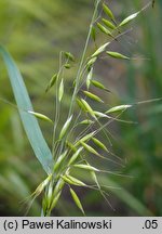 Avena brevis (owies krótki)