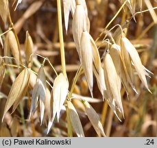 Avena nuda (owies nagi)