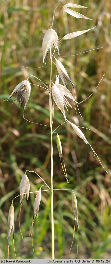 Avena sterilis (owies płonny)