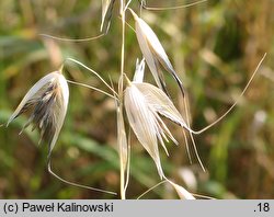 Avena sterilis (owies płonny)