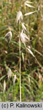 Avena sterilis (owies płonny)