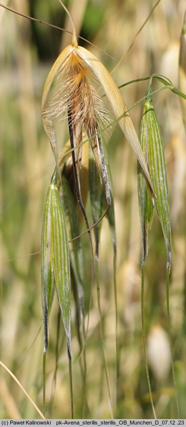 Avena sterilis (owies płonny)