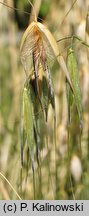 Avena sterilis (owies płonny)