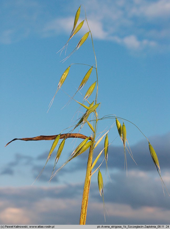 Avena ×vilis (owies pośredni)