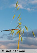 Avena ×vilis (owies pośredni)