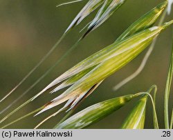 Avena ×vilis (owies pośredni)