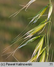 Avena ×vilis (owies pośredni)