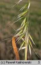 Avena ×vilis (owies pośredni)