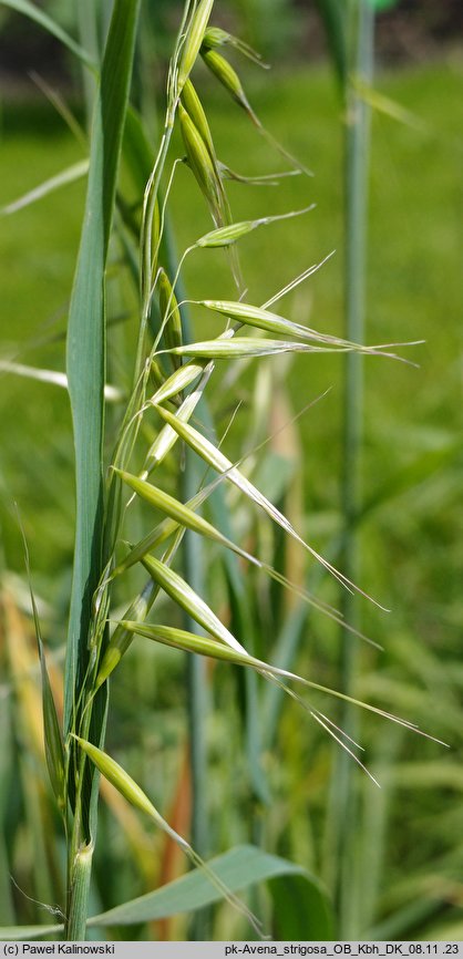 Avena strigosa (owies szorstki)