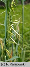 Avena strigosa (owies szorstki)