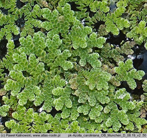 Azolla caroliniana (azolla karolińska)