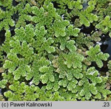 Azolla caroliniana (azolla karolińska)