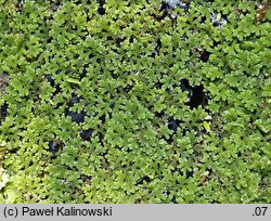 Azolla caroliniana (azolla karolińska)