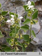 Acanthoprasium frutescens