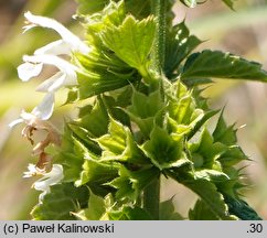 Ballota nigra (mierznica czarna)