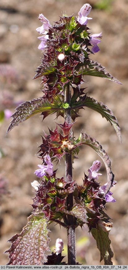 Ballota nigra (mierznica czarna)