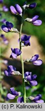 Baptisia australis (baptysja błękitna)