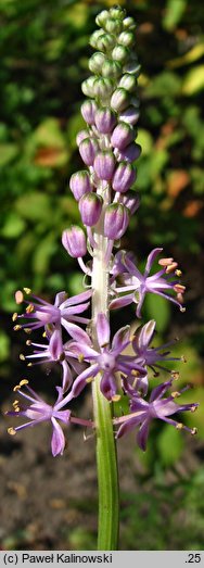 Barnardia japonica (barnardia japońska)