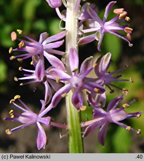 Barnardia japonica (barnardia japońska)